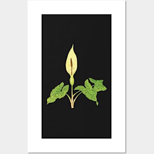 Arum maculatum - botanical illustration Posters and Art